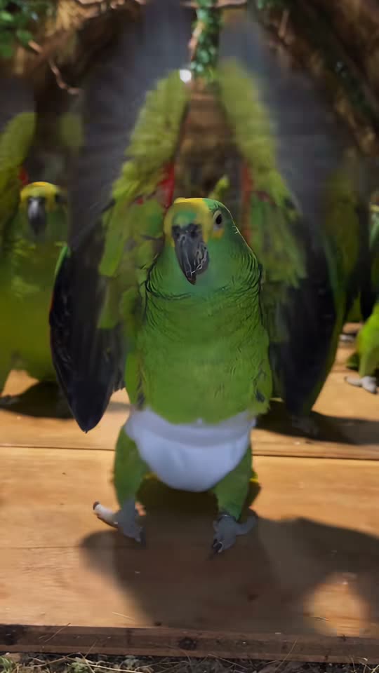 Example input: one clear photo needed for the Parrot Dance AI template, face to the camera in good light.